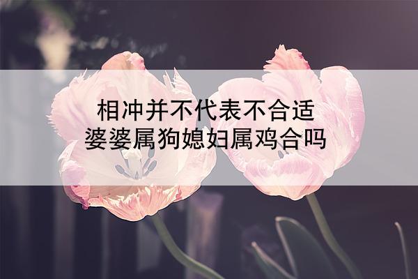 相冲并不代表不合适 婆婆属狗媳妇属鸡合吗