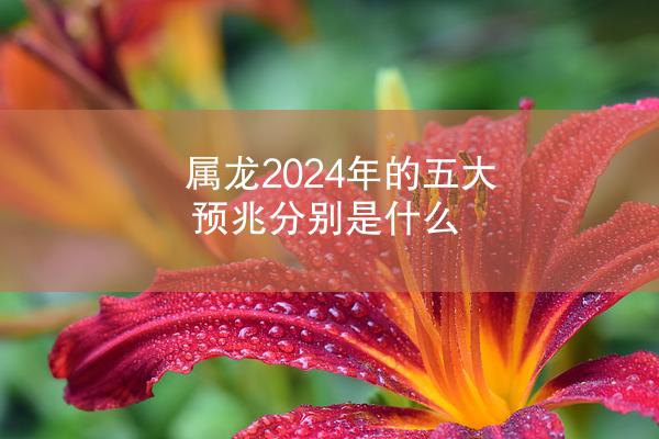 属龙2024年的五大预兆分别是什么