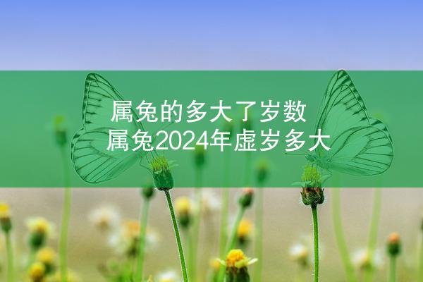 属兔的多大了岁数 属兔2024年虚岁多大