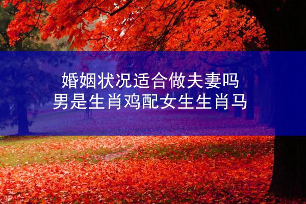 婚姻状况适合做夫妻吗 男是生肖鸡配女生生肖马