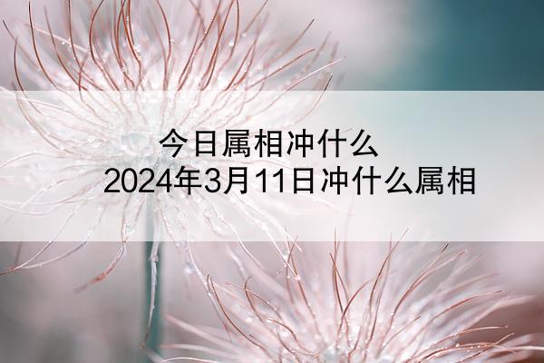 今日属相冲什么 2024年3月11日冲什么属相