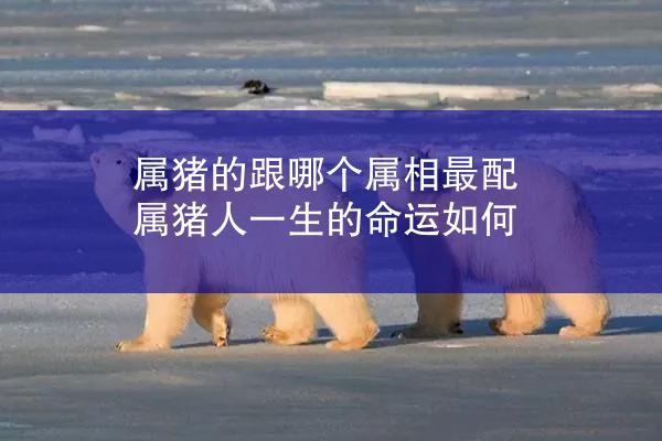 属猪的跟哪个属相最配 属猪人一生的命运如何