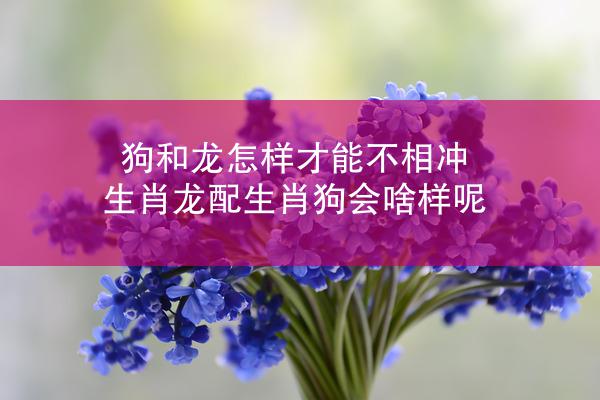 狗和龙怎样才能不相冲 生肖龙配生肖狗会啥样呢