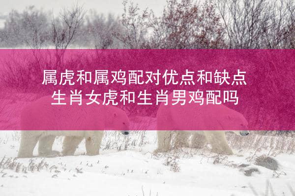 属虎和属鸡配对优点和缺点 生肖女虎和生肖男鸡配吗