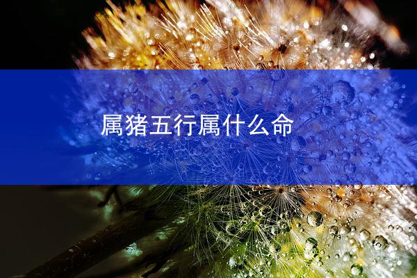 属猪五行属什么命