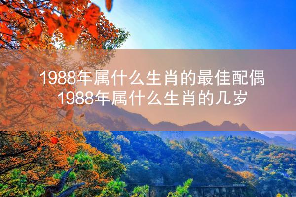 1988年属什么生肖的最佳配偶 1988年属什么生肖的几岁