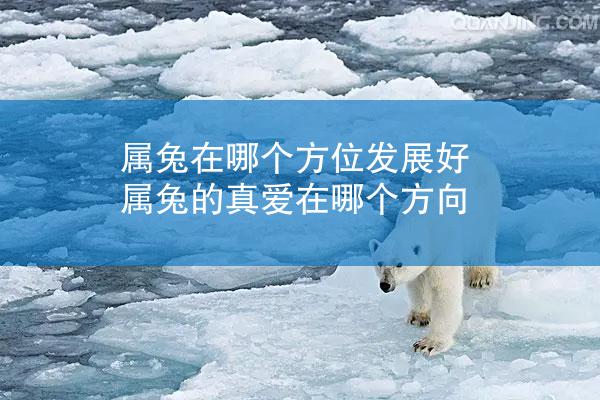 属兔在哪个方位发展好 属兔的真爱在哪个方向