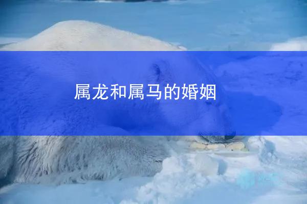 属龙和属马的婚姻