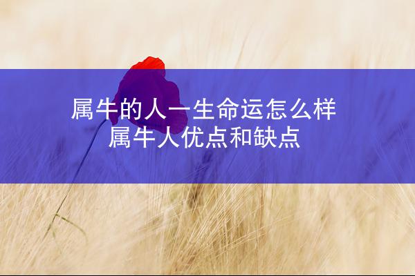 属牛的人一生命运怎么样 属牛人优点和缺点