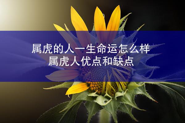 属虎的人一生命运怎么样 属虎人优点和缺点