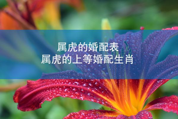属虎的婚配表 属虎的上等婚配生肖