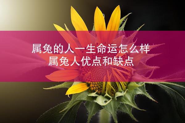 属兔的人一生命运怎么样 属兔人优点和缺点