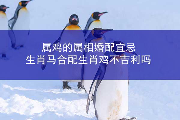 属鸡的属相婚配宜忌 生肖马合配生肖鸡不吉利吗