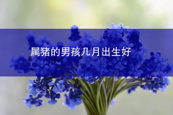 属猪的男孩几月出生好