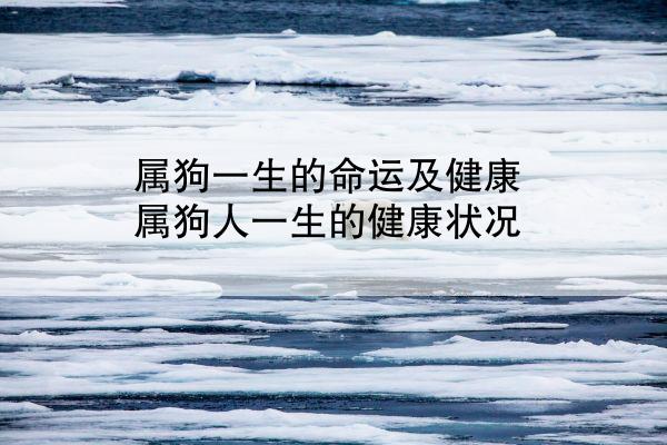 属狗一生的命运及健康 属狗人一生的健康状况