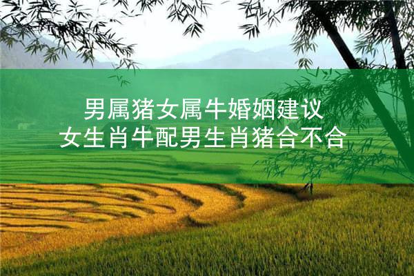男属猪女属牛婚姻建议 女生肖牛配男生肖猪合不合