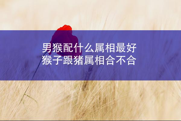 男猴配什么属相最好 猴子跟猪属相合不合
