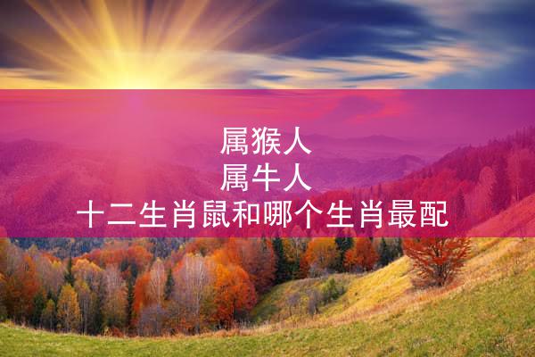 属猴人 属牛人 十二生肖鼠和哪个生肖最配