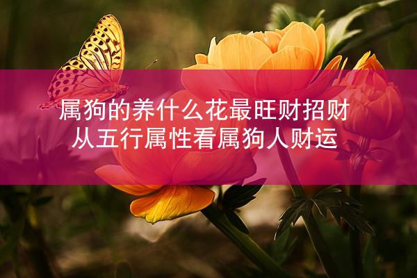 属狗的养什么花最旺财招财 从五行属性看属狗人财运
