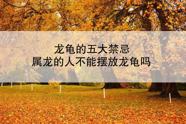 龙龟的五大禁忌 属龙的人不能摆放龙龟吗