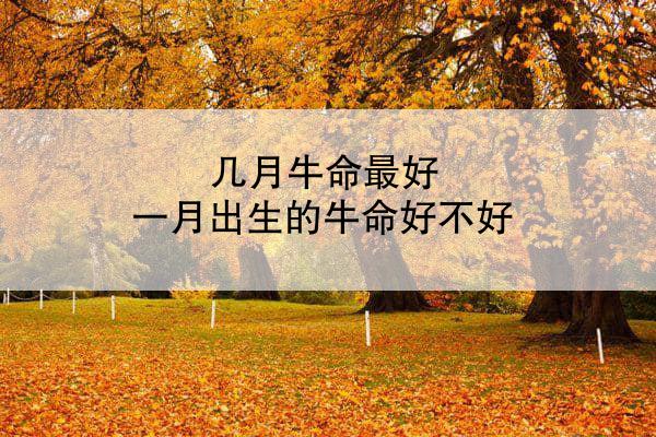 几月牛命最好 一月出生的牛命好不好