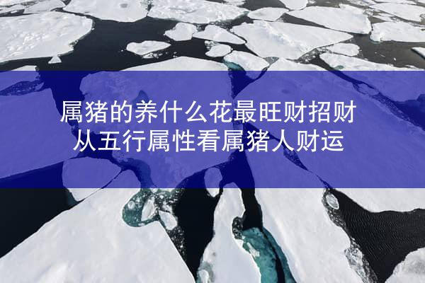 属猪的养什么花最旺财招财 从五行属性看属猪人财运
