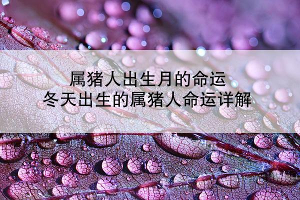 属猪人出生月的命运 冬天出生的属猪人命运详解