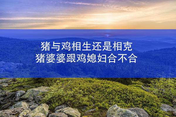 猪与鸡相生还是相克 猪婆婆跟鸡媳妇合不合