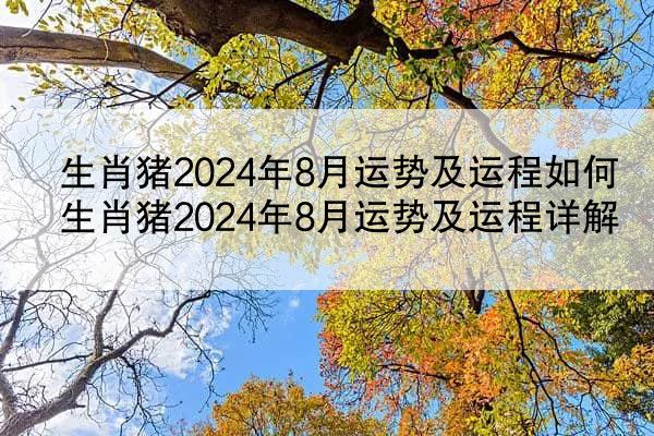 生肖猪2024年8月运势及运程如何 生肖猪2024年8月运势及运程详解