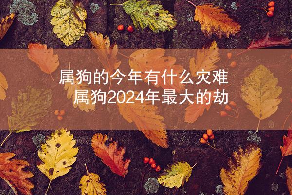 属狗的今年有什么灾难 属狗2024年最大的劫