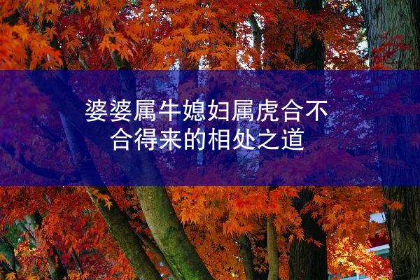 婆婆属牛媳妇属虎合不合得来的相处之道