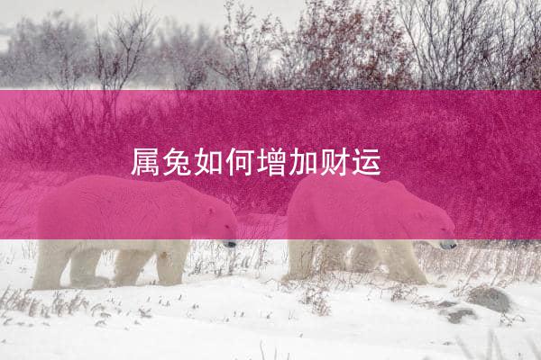 属兔如何增加财运