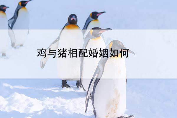 鸡与猪相配婚姻如何