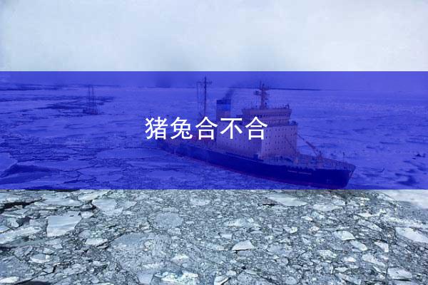 猪兔合不合
