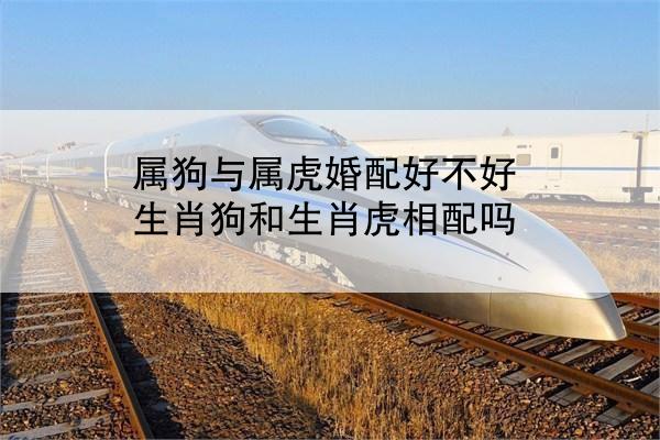 属狗与属虎婚配好不好 生肖狗和生肖虎相配吗