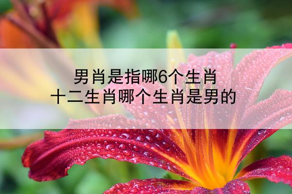 男肖是指哪6个生肖 十二生肖哪个生肖是男的