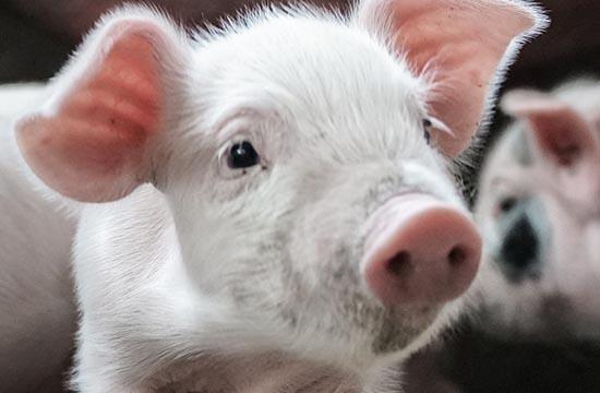 生肖猪在2025年2月运势详解 猪2025年2月运势