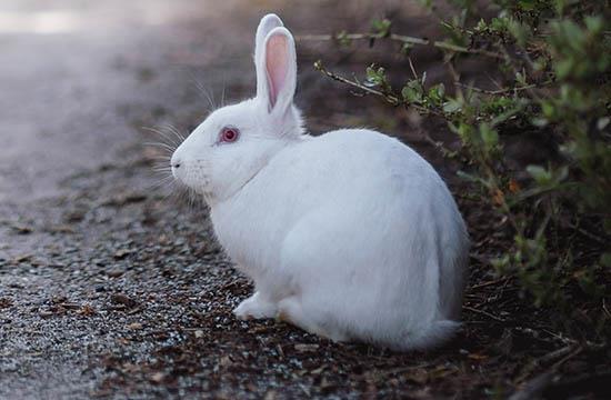 生肖兔2024年9月运势及运程详解 生肖兔2024年9月运势及运程如何